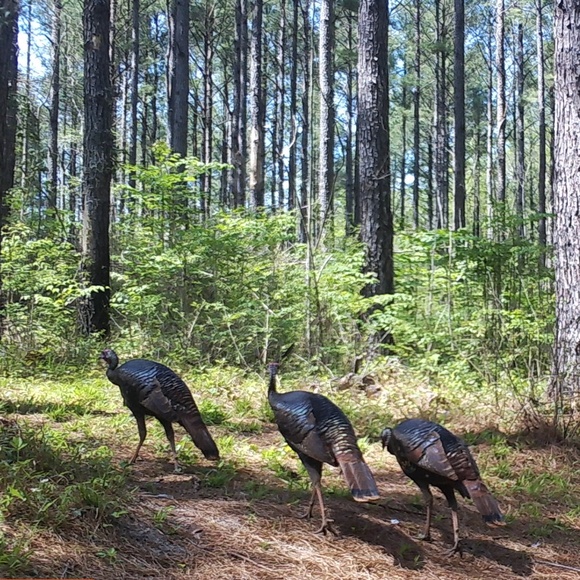 Meet your Posher, Jacqueline - Picture 3 of 3